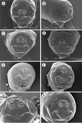 Figure 7. Caudal segment. a Ceratitis fasciventris b Ceratitis anonae c Ceratitis rosa R1, Kenya d Ceratitis rosa R2, Kenya e Ceratitis rosa R1, S. Africa, Nelspruit f Ceratitis rosa R2, S. Africa, Pretoria g Ceratitis rosa R2, S. Africa, Stellenbosch h Ceratitis capitata, Kenya.