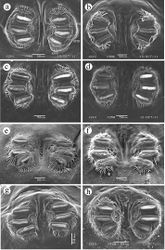 Figure 8. Posterior spiracles. a Ceratitis fasciventris b Ceratitis anonae c Ceratitis rosa R1, Kenya d Ceratitis rosa R2, Kenya e Ceratitis rosa R1, S. Africa, Nelspruit f Ceratitis rosa R2, S. Africa, Pretoria g Ceratitis rosa R2, S. Africa, Stellenbosch h Ceratitis capitata, Kenya. Abbreviations: SPI, SPII, SPIII, SPIV spiracular processes 1 to 4.