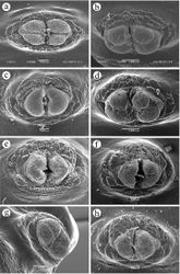 Figure 9. Anal lobes. a Ceratitis fasciventris b Ceratitis anonae c Ceratitis rosa R1, Kenya d Ceratitis rosa R2, Kenya e Ceratitis rosa R1, S. Africa, Nelspruit f Ceratitis rosa R2, S. Africa, Pretoria g Ceratitis rosa R2, S. Africa, Stellenbosch h Ceratitis capitata, Kenya.