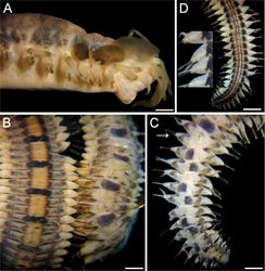 Figure 1. Lepidasthenia loboi sp. n., holotype (ECOSUR 176) A Anterior end, right lateral view B Dorsal surfaces, medial (left) and posterior (right) regions C Dorsal surface, posterior end (arrow points to an asymmetrical parapodium) D Ventral surface, posterior end (inset: close-up of right parapodia). Bars: 1.1 mm (A), 0.5 mm (B, D), 1.3 mm (C).