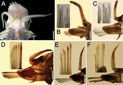 Figure 2. Lepidasthenia loboi sp. n. A Paratype (ECOSUR 177b), anterior end, dorsal view, first two pairs of elytra removed B Paratype (ECOSUR 177a), chaetiger 2, right parapodium, anterior view (inset: neurochaetal tips) C Same, chaetiger 9, right parapodium, anterior view (inset: neurochaetal tips) D Same, chaetiger 29, right parapodium, anterior view (inset: neurochaetae) E Same, chaetiger 59, right parapodium, anterior view, larger chaetae broken (inset: neurochaetae) F Same, chaetiger 80, right parapodium, anterior view (inset: neurochaetae). Bars: 0.1 mm (A), 40 µm (B–D), 45 µm (E), 25 µm (F).