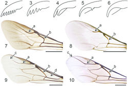 Figures 2–10. Tarsal claw: 2 Pseudomalus triangulifer 3 Holopyga generosa 4 Hedychrum nobile 5 Hedychridium roseum 6 Chrysis longula. Forewing: 7 Holopyga generosa 8 Hedychridium ardens 9 Pseudospinolia neglecta 10 Chrysis impressa, a and c radial sector vein, b medial vein, d medial cell.