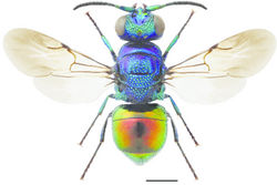 Figure 26. Pseudomalus auratus ♀. Scale 1 mm.