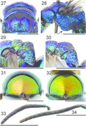 Figures 27–34. Pronotum and mesoscutum, dorsal view: 27 Pseudomalus auratus ♀. Mesosoma, lateral view (arrow indicating mesopleuron): 28 Pseudomalus auratus ♀. Mesoscutellum, metanotum and propodeum, lateral view: 29 Pseudomalus pusillus ♀ 30 Pseudomalus violaceus ♀. T3, postero-dorsal view: 31 Pseudomalus triangulifer ♀ 32 Pseudomalus auratus ♀. Antenna: 33 Pseudomalus auratus ♀ 34 Pseudomalus triangulifer ♀. Scale 1 mm.