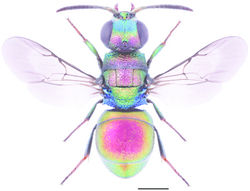 Figure 66. Hedychridium ardens ♀. Scale 1 mm.