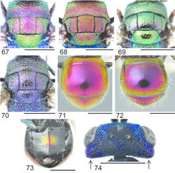 Figures 67–74. Pronotum, mesoscutum and mesoscutellum, dorsal view: 67 Hedychridium ardens ♀, 68 Hedychridium coriaceum ♀ 69 Hedychridium cupreum ♀ 70 Hedychridium purpurascens ♀. Metasoma, dorsal view: 71 Hedychridium cupreum ♀ 72 Hedychridium purpurascens ♀. Metasoma, ventral view: 73 Hedychridium purpurascens ♀. Head, dorsal view (arrows indicating temples): 74 Hedychridium roseum ♀. Scale 1 mm.