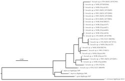 Figure 196. Kimura-2-parameter neighbour joining tree of all Chrysis borealis sp. n. samples and haplotypes of Chrysis ignita and Chrysis impressa (sensu Soon et al. 2014[1]). The Chrysis terminata haplotype H163 (sensu Soon et al. 2014[1]) is included as an outgroup.