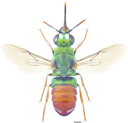 Figure 209. Parnopes grandior ♂. Scale 1 mm.