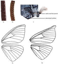 Figures 1–3. 1 Male antennae a Cyclidia substigmaria b Mimozethes angula 2 Anterotergal syndeses and androconial hair-pencils 3 Wing venation (from Chu and Wang, 1991) a Cyclidia substigmaria b Mimozethes angula.