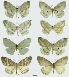 Figures 4–11. Adults. 4–9 Cyclidia substigmaria substigmaria 4 male (with dot-like and wavy submarginal line of the forewing, Yunnan) 5 ditto, underside 6 male (with faint, broad and interrupted submarginal line of the forewing, Zhejiang) 7 male (holotype of Cyclidia substigmaria brunna, Sichuan) 8 male (holotype of Cyclidia tetraspota, Yunnan) 9 Cyclidia substigmaria intermedia, male (Tibet) 10–11 Cyclidia rectificata 10 male (Tibet) 11 ditto, underside. Scale bar: 1 cm.