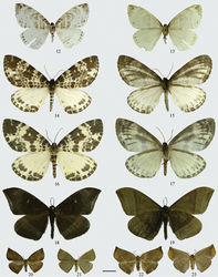 Figures 12–23. Adults. 12–13 Cyclidia pitimani 12 male (Yunnan) 13 ditto, underside 14–15 Cyclidia fractifasciata fractifasciata 14 male (Yunnan) 15 ditto, underside 16–17 Cyclidia fractifasciata indistincta subsp. n. 16 male (holotype, Gansu) 17 ditto, underside 18–19 Cyclidia orciferaria 18 male (Hainan) 19 ditto, underside 20–21 Mimozethes angula 20 male (holotype, Sichuan) 21 ditto, underside 22–23 Mimozethes lilacinaria 22 male (holotype, Sichuan) 23 ditto, underside. Scale bar: 1 cm.