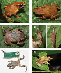 Figure 1. Morphological characters of the Blythophryne beryet gen. et sp. n.: a dorso-lateral view b dorsal view c ventral view d ventral view of left palm e ventral view of left foot of the adult female holotype (ZSI_A-12521) in life f adult female holotype in preservation g dorsal view of the male paratype (ZSI_A-12529) in life showing inverted-V shaped markings and the inter-ocular band on the dorsum.