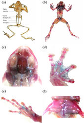 Figure 2. Skeletal characters of paratypes (ZSI_A-12527) of Blythophryne beryet gen. et sp. n. a complete dry structure b–f various characters visible after staining/clearing of the skeleton. FP – frontoparietal; N – nasal.