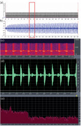 Figure 3. Sound spectrogram a and oscillogram b of a 23 second clip of a call of Blythophryne beryet gen. et sp. n. . Detailed view of c frequency and d amplitude modulations of a one second long clip of the call e power spectrum of the call of Blythophryne beryet gen. et sp. n.