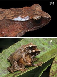 Figure 5. a A live, uncollected specimen of Blythophryne beryet gen. et sp. n. showing milky white secretion from the parotoid gland b Amplecting pair (live, uncollected) of Blythophryne beryet gen. et sp. n. showing axillary amplexus.