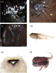 Figure 6. a Eggs and hatchling tadpoles of Blythophryne beryet gen. et sp. n. b, c endotrophic larvae of Blythophryne beryet gen. et sp. n. showing pale white abdominal yolk d Lateral view of a Stage 43 tadpole of Blythophryne beryet gen. et sp. n. e Oral disc of a Stage 35 larva of Blythophryne beryet gen. et sp. n., showing absence of keratodont and the presence of keratinised jaw sheaths f a metamorph of Blythophryne beryet gen. et sp. n. showing initiation of tail absorption.