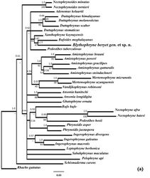 Figure 7. Phylogenetic position of Blythophryne beryet gen. et sp. n., inferred from concatenated partial 12S and 16S rDNA sequences. The posterior probabilities for Bayesian Inference (BI) and the bootstrap support values for the ML are given as (BI /ML) above and below the branch nodes. a The tree was generated using 36 species related to 21 genera, and was rooted using Rhabeo gutattus as outgroup b the subclade containing the Indian and Sri Lankan toads (7 genera, 17 species) rooted using Ghatophryne ornata as outgroup; and c the subclade containing the Indian and Sri Lankan toads (5 genera, 15 species) rooted using Adenomus kelaartii as outgroup.