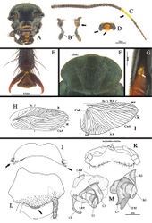 Figure 1. A–M Features of male Eucorydia Hebard A head B maxillary palpus C antenna D labrum E arolia F pronotum G eversible gland on abdomen H venation of tegmen I venation of wing J T8, dorsal K supra-anal plate, ventral L subgenital plate, ventral M genitalia, dorsal.