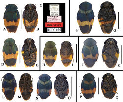 Figure 7. A–Q Eucorydia species from China A–E E. yunnanensis: A–C holotype, male D–E male, from Anshun, Guizhou F–G E. pilosa sp. n. male holotype from Xiaoheijiang, Yunnan H–I E. guilinensis sp. n. male holotype from Guilin, Guangxi J–K E. tangi sp. n. male holotype from Mayanghe, Guizhou L–O E. linglong sp. n.: L–M male holotype from Mt. Jianfengling, Hainan N–O female paratype from Shuolong, Guangxi P–Q E. sp. 2, female from Xiaoheijiang, Yunnan. Scale bars: 1 mm.