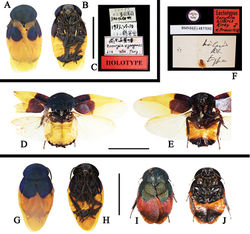 Figure 9. A–J Habitus of Eucorydia species A–C male holotype of E. xizangensis D–F male holotype of E. hilaris [D–F photographed by Zong-Qing Wang, copyright The Natural History Museum, United Kingdom (NHM)] G–J E. splendida sp. n.: G–H male holotype I–J female paratype [I–J photographed by Jia-Zhi Zhang]. Scale bars 10 mm.