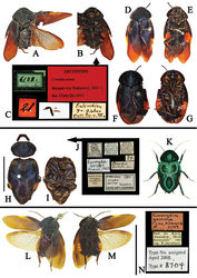 Figure 11. A–N Eucorydia species outside China A–G E. aenea: A–C lectotype of Corydia aenea, male D–E male, from east India F–G female, from Palon, Myanmar [A–G © by Natural History Museum Vienna, NOaS Image Collection, Harald Bruckner, published with permission] H–K E. forceps: H–J holotype of Corydia forceps, male [H–J photographed by Katherine Child and provided by Amoret Spooner, copyright Oxford University Museum of Natural History, Oxford (OUM)] K original figure of Corydia forceps in Hanitsch (1915)[3] L–N holotype of Eucorydia gemma, male [L–N provided by Jason Weintraub, copyright by the Academy of Natural Sciences of Drexel University, Philadelphia, United States (ANSP)]. Scale bars 10 mm, A–G, K without scale bar.