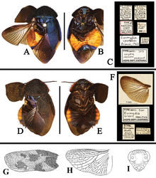 Figure 12. A–I Eucorydia species outside China A–C holotype of Corydia coerulea, male D–F holotype of Eucorydia tristis, female [A–F photographed by Katherine Child and provided by Amoret Spooner, copyright Oxford University Museum of Natural History, Oxford (OUM)] G–I original figures of Eucorydia multimaculata in Bruijning (1948)[4], male: G tegmen H wing I head. Scale bars 10 mm.