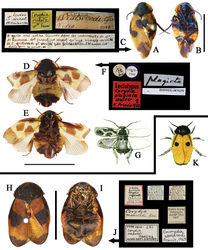 Figure 13. A–K Eucorydia species outside China A–G E. plagiata: A–C holotype of Corydia ornata, male [A–C photographed by Peter Schwendinger, copyright Museum of Natural History, Geneva, Switzerland (GMNH)] D–F lectotype of Corydia plagiata, female [D–F photographed by Zong-Qing Wang, copyright by The Natural History Museum, United Kingdom (NHM)] G original figure of Corydia elegans in Brunner von Wattenwyl (1893) H–K E. maxwelli: H–J type of Corydia maxwelli, female K original figure of male Corydia maxwelli in Hanitsch (1915)[3] [H–J photographed by Katherine Child and provided by Amoret Spooner, copyright Oxford University Museum of Natural History, Oxford (OUM)]. Scale bars 10 mm.