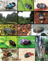 Figure 14. A–D habitats of E. linglong sp. n.: A male, Manhao, Yunnan B male, Cuc-Phuong National Park​, Vietnam C female, Shuolong, Guangxi D environment in Shuolong, Guangxi E–I habitats of E. dasytoides: E habitat in Mingfenggu, Mt. Jianfengling, Hainan F a female with ootheca under lab conditions G a male from Taiwan H a nymph under lab conditions I a newly captured male from Mt. Jianfengling J–K E. ornata from India: J male from Madhya Pradesh K female from Maharashtra L–N habitats of E. hilaris: L male from Lvchun, Yunnan M–N newly-collected female and the tree where captured, Pu’er, Yunnan [Photograph A by Jin Chen; B by Eduard Jendek; C by Ye Liu; D by Yi-Zhou Liu; G by Dash Huang; J–K by Aniruddha Dhamorikar; L by Jian-Yun Wang; M–N by Chao Li; the rest by Lu Qiu].