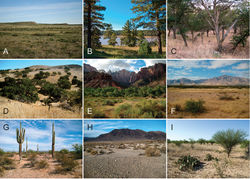 Figure 1. Breadth of diversity of Aphonopelma species habitat types across the United States. A grassland prairie, Otero Co., Colorado B high-elevation pine/conifer in Coconino Co., Arizona C mid-elevation oak woodland throughout the “sky islands” of southeastern Arizona (e.g. Madera Canyon in the Santa Rita Mountains) D grass/oak foothills of the Sierra Nevada Mountains, Mariposa Co., California E Zion National Park, Utah F Chihuahuan Desert below the Chiricahua Mountains in Cochise Co., Arizona G Sonoran Desert in Pinal Co., Arizona H Mojave Desert in San Bernardino Co., California I Tamaulipan thornscrub in Starr Co., Texas.