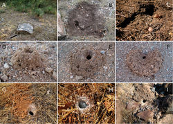 Figure 2. Representation of Aphonopelma burrows in different habitats across the United States. A–C a typical “scrape” (burrow under rock) of Aphonopelma hentzi in rocky habitat across their distribution D–E a turreted mound around the burrow of Aphonopelma icenoglei (also Aphonopelma atomicum, Aphonopelma mojave, and Aphonopelma prenticei) F the distinct crescent mound burrow of Aphonopelma paloma G–I typical free-standing burrows of Aphonopelma chalcodes, Aphonopelma eutylenum, Aphonopelma iodius, or Aphonopelma johnnycashi in desert, grassland, or rocky habitats.