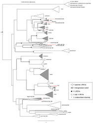 Figure 7. Maximum Likelihood inferred CO1 gene tree phylogeny for the 1,032 Aphonopelma specimen dataset. Species delimitations followed the integrative methodological approach outlined in Hamilton et al. (2014)[5]. Black circles denote bootstrap support ≥ 80%; white squares denote bootstrap support ≤ 80%. White triangles indicate species clades supported with ≥ 80% bootstrap support; grey triangles indicate lineages with putative mitochondrial introgression events. Asterisks at the tips of branches indicate undescribed diversity.