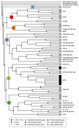 Figure 8. Species tree of all United States Aphonopelma, inferred from the 455 loci Anchored Enrichment dataset. Species delimitations correspond to our final integrative approach outlined herein. Black circles denote 100% bootstrap support; black squares denote bootstrap support between 99–80%; white squares denote bootstrap support less than 80%. Node support values = based on the RAxML bootstrap support from all trees and all loci. All genealogically exclusive species are identified with a grey bar; Aphonopelma iodius, a paraphyletic species as presently defined, is identified by the black boxes. All major species groups are identified by colored boxes.