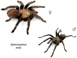 Figure 9. Aphonopelma anax (Chamberlin, 1940) specimens, live photographs. Female (L) - APH_0524; Male (R) - APH_3122.