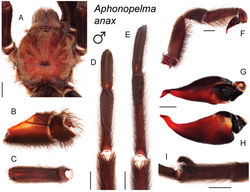 Figure 10. Aphonopelma anax (Chamberlin, 1940). A–I male specimen, APH_0924 A dorsal view of carapace, scale bar = 5mm B prolateral view of coxa I C dorsal view of femur III D ventral view of metatarsus III, scale bar = 4mm E ventral view of metatarsus IV, scale bar = 4mm F prolateral view of L pedipalp and palpal tibia, scale bar = 3mm G dorsal view of palpal bulb H retrolateral view of palpal bulb, scale bar = 1mm I prolateral view of tibia I (mating clasper), scale bar = 6mm.