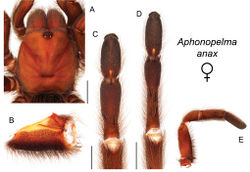 Figure 11. Aphonopelma anax (Chamberlin, 1940). A–E female specimen, APH_0857 A dorsal view of carapace, scale bar = 8mm B prolateral view of coxa I C ventral view of metatarsus III, scale bar = 4mm D ventral view of metatarsus IV, scale bar = 5.5mm E prolateral view of L pedipalp and palpal tibia.