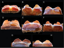 Figure 12. Aphonopelma anax (Chamberlin, 1940). A–H cleared spermathecae A anax allotype B breenei holotype C harlingenum paratype D APH_0056 E APH_0529 F APH_0857 G APH_0858 H APH_0859.