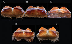 Figure 13. Aphonopelma anax (Chamberlin, 1940). A–E cleared spermathecae A APH_0871 B APH_0899 C APH_0902 D APH_1278 E APH_1280.