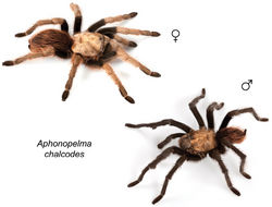 Figure 30. Aphonopelma chalcodes Chamberlin, 1940 specimens, live photographs. Female (L) - APH_0697; Male (R) - APH_0600.