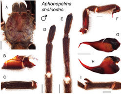 Figure 31. Aphonopelma chalcodes Chamberlin, 1940. A–I male specimen, APH_0954 A dorsal view of carapace, scale bar = 5mm B prolateral view of coxa I C dorsal view of femur III D ventral view of metatarsus III, scale bar = 4mm E ventral view of metatarsus IV, scale bar = 3.5mm F prolateral view of L pedipalp and palpal tibia, scale bar = 3mm G dorsal view of palpal bulb H retrolateral view of palpal bulb, scale bar = 1.5mm I prolateral view of tibia I (mating clasper), scale bar = 4.5mm.