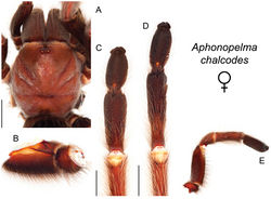 Figure 32. Aphonopelma chalcodes Chamberlin, 1940. A–E female specimen, APH_0887 A dorsal view of carapace, scale bar = 8mm B prolateral view of coxa I C ventral view of metatarsus III, scale bar = 4.5mm D ventral view of metatarsus IV, scale bar = 5mm E prolateral view of L pedipalp and palpal tibia.