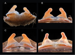 Figure 34. Aphonopelma chalcodes Chamberlin, 1940. A–D cleared spermathecae A APH_0168 B APH_0500 C AUMS_2339 D AUMS_2692.