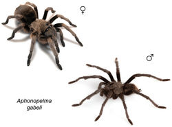 Figure 45. Aphonopelma gabeli Smith, 1995 specimens, live photographs. Female (L) - APH_1481; Male (R) - APH_0628.