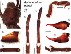 Figure 46. Aphonopelma gabeli Smith, 1995. A–I male specimen, APH_1054 A dorsal view of carapace, scale bar = 5mm B prolateral view of coxa I C dorsal view of femur III D ventral view of metatarsus III, scale bar = 4.5mm E ventral view of metatarsus IV, scale bar = 4mm F prolateral view of L pedipalp and palpal tibia, scale bar = 5mm G dorsal view of palpal bulb H retrolateral view of palpal bulb, scale bar = 1mm I prolateral view of tibia I (mating clasper), scale bar = 5mm.