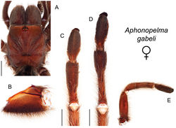 Figure 47. Aphonopelma gabeli Smith, 1995. A–E female specimen, APH_0680 A dorsal view of carapace, scale bar = 7mm B prolateral view of coxa I C ventral view of metatarsus III, scale bar = 4mm D ventral view of metatarsus IV, scale bar = 4mm E prolateral view of L pedipalp and palpal tibia.