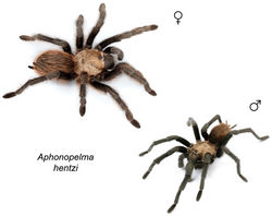 Figure 50. Aphonopelma hentzi (Girard, 1854) specimens, live photographs. Female (L) - APH_0576; Male (R) - APH_3216.