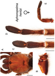 Figure 52. Aphonopelma hentzi (Girard, 1854). A–E female specimen, APH_0812 A dorsal view of carapace, scale bar = 6mm B prolateral view of coxa I C ventral view of metatarsus III, scale bar = 4.5mm D ventral view of metatarsus IV, scale bar = 4.5mm E prolateral view of L pedipalp and palpal tibia.