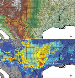 Figure 55. Aphonopelma hentzi (Girard, 1854). A distribution of known specimens B predicted distribution; warmer colors (red, orange, yellow) represent areas of high probability of occurrence, cooler colors (blue shades) represent areas of low probability of occurrence. Of note, the lone south Texas outlier specimen in A is the harlingenum holotype.