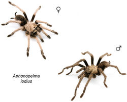 Figure 61. Aphonopelma iodius (Chamberlin & Ivie, 1939) specimens, live photographs. Female (L) - APH_3201; Male (R) - APH_3202.