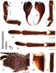 Figure 62. Aphonopelma iodius (Chamberlin & Ivie, 1939). A–I male specimen, APH_2015 A dorsal view of carapace, scale bar = 7mm B prolateral view of coxa I C dorsal view of femur III D ventral view of metatarsus III, scale bar = 5mm E ventral view of metatarsus IV, scale bar = 4.5mm F prolateral view of L pedipalp and palpal tibia, scale bar = 4.5mm G dorsal view of palpal bulb H retrolateral view of palpal bulb, scale bar = 1mm I prolateral view of tibia I (mating clasper), scale bar = 4.5mm.