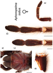 Figure 63. Aphonopelma iodius (Chamberlin & Ivie, 1939). A–E female specimen, APH_2016 A dorsal view of carapace, scale bar = 5.5mm B prolateral view of coxa I C ventral view of metatarsus III, scale bar = 4mm D ventral view of metatarsus IV, scale bar = 5mm E prolateral view of L pedipalp and palpal tibia.